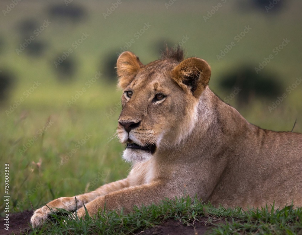 lion in the wild lion in the wild