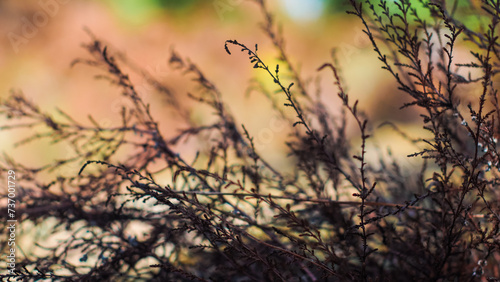 Fougères et bruyères sauvages, dans la forêt des Landes de Gascogne, en période automnale © Anthony
