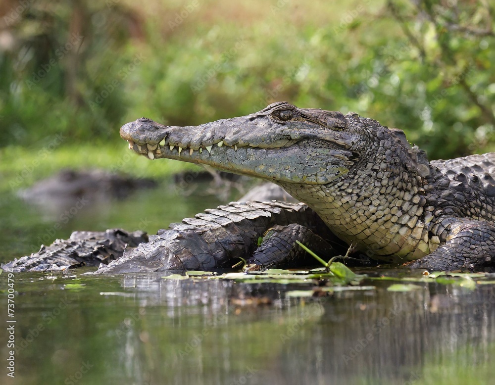 Fototapeta premium Alligator