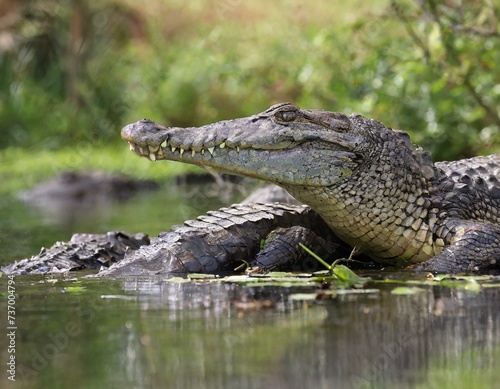 Alligator