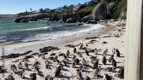 African Penguins on the beach at Boulders Beach near Simons Town, South Africa