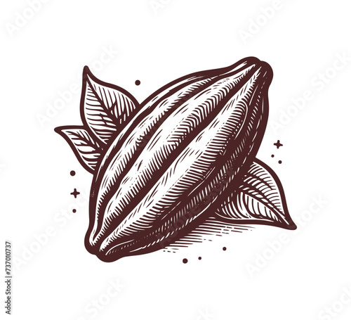 cacao hand drawn vector illustration cocoa bean photo