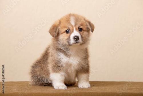 Welsh Corgi Pembroke puppy on a uniform background