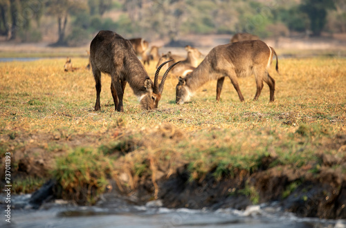 View of the waterbucks at Chobe National Park in Botswana © 안구정화