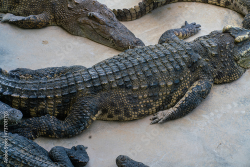 Asian crocodile feeding meat sleep in outdoor farm