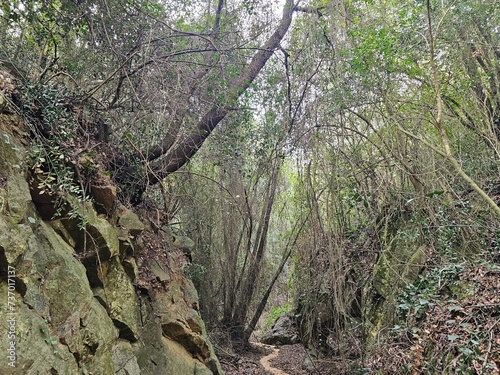 Forest landscape, trail in dense forest