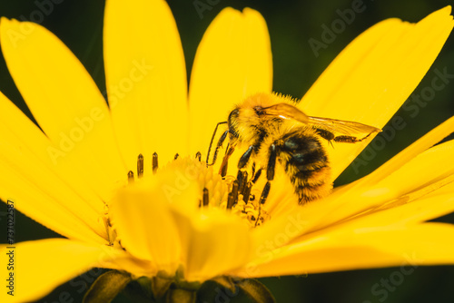 Bee collecting pollen to produce honey. Honey bee on a flower © Piotr