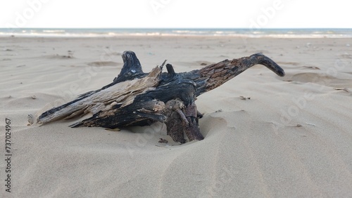 Dry logs washed up on the beach. Dead tree on the beach © LulaAlbab