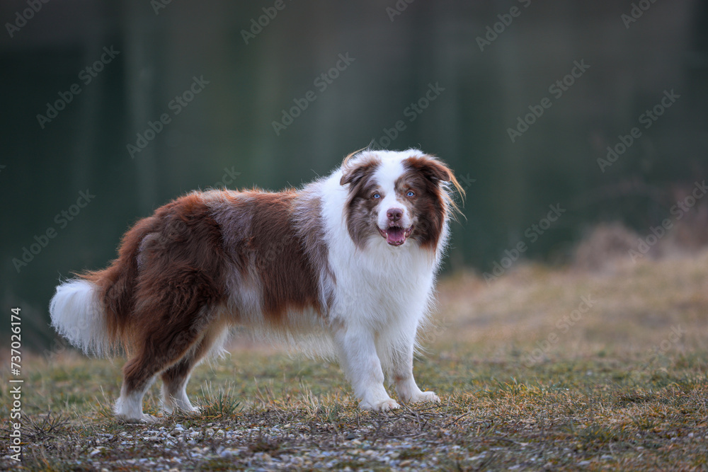 Overweight brown and white merle Border Collie dog with striking blue eyes and canine Epilepsy is standing outdoors and looking straight into the camera.	