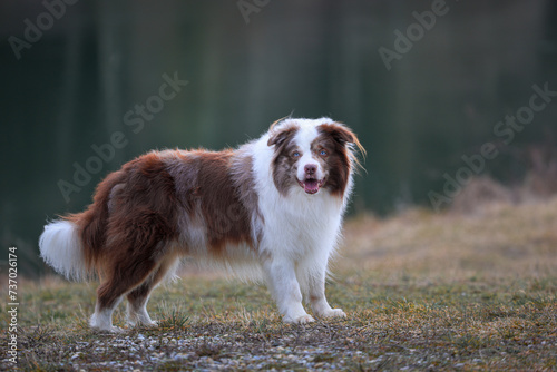 Overweight brown and white merle Border Collie dog with striking blue eyes and canine Epilepsy is standing outdoors and looking straight into the camera.  © macrossphoto