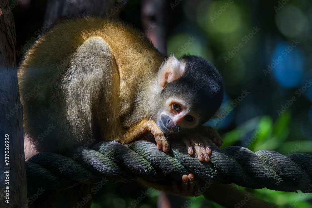 Obraz premium Bolivian Squirrel Monkeys