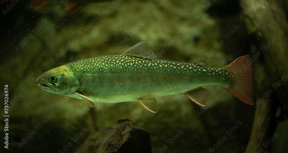 Fototapeta premium 川魚、カワマス、淡水魚