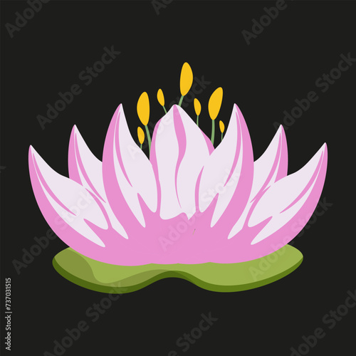 Beautiful pink Lotus isolated black background. Sacred plant of India. Beauty Summer Flower. Water lily. Vector illustration can used web design. EPS 10