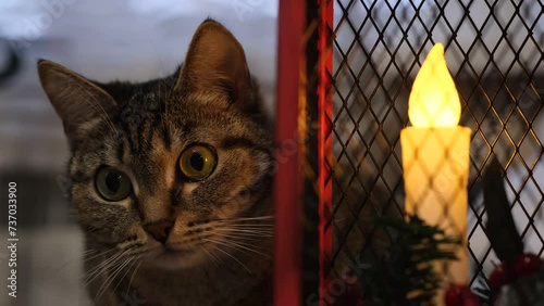 A cat hunts by a Christmas lantern, pupils dilate