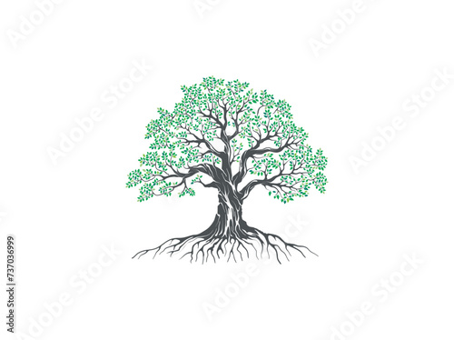 oak tree with green leaves