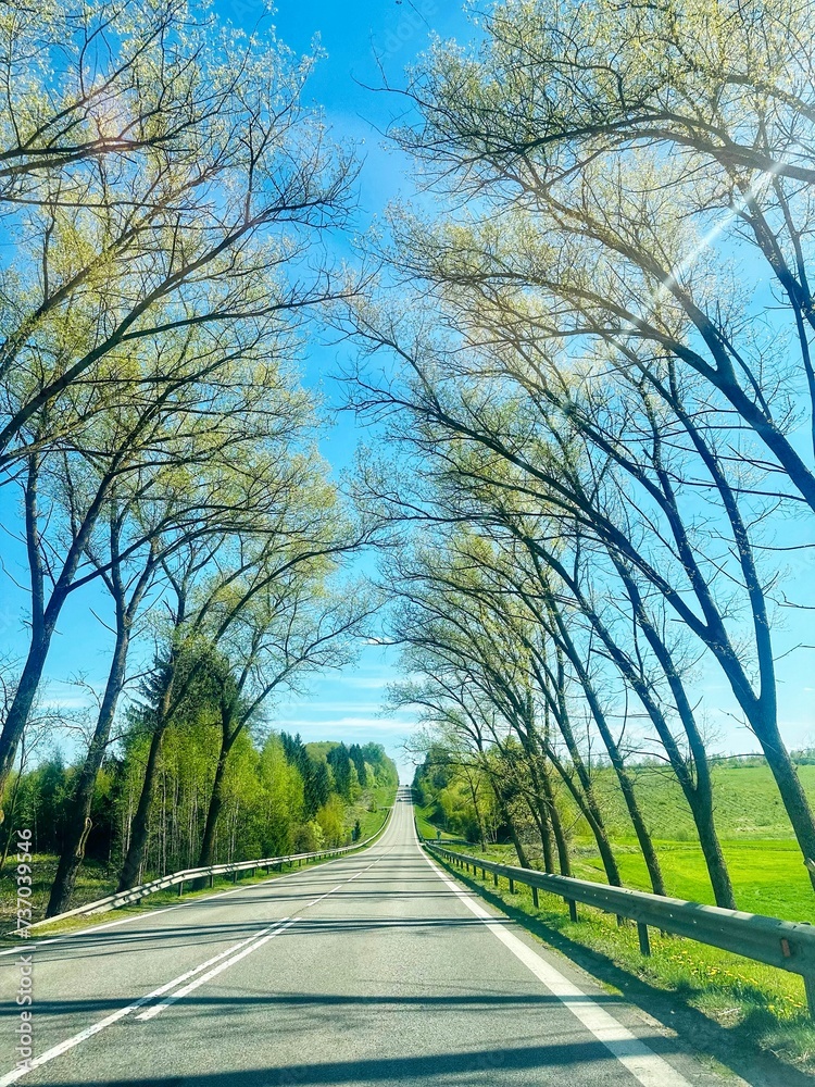 Road between trees in spring