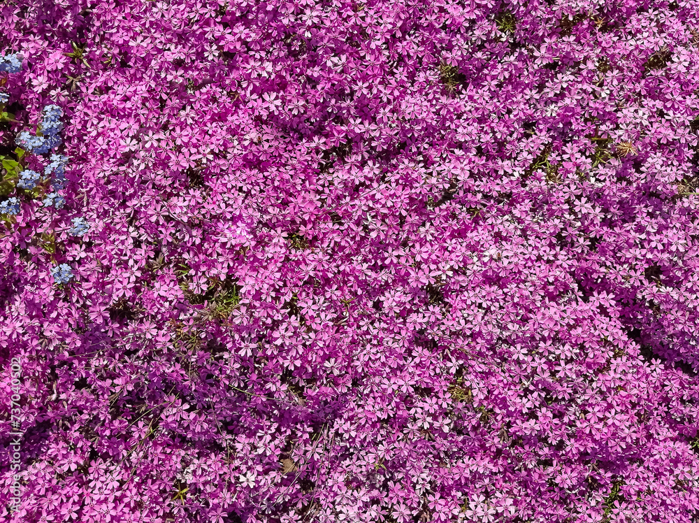 Vibrant pink forget-me-nots plenty tiny flowers top view. Forget-me-not flowerets lush flowerbed spring pink purple flower background. Springtime blossoms nature floral texture cottagecore vibe.