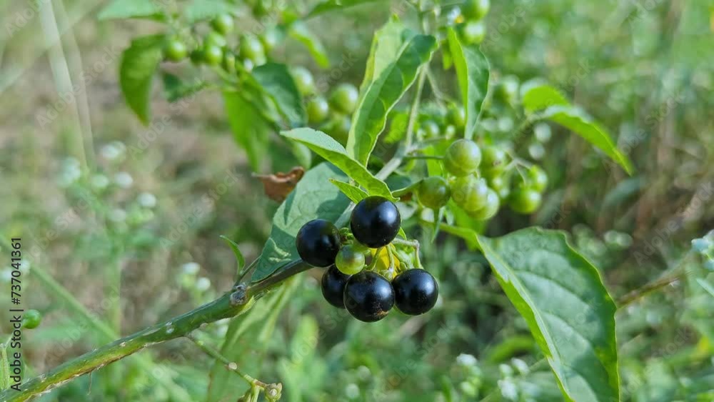A closeup of Solanum nigrum or black nightshade berries on top of the mountains A closeup of Solanum nigrum or black nightshade berries on top of the mountains