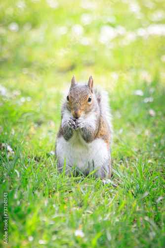 A Green Bush Squirrel Enjoying a Sunny Day © Bossa Art