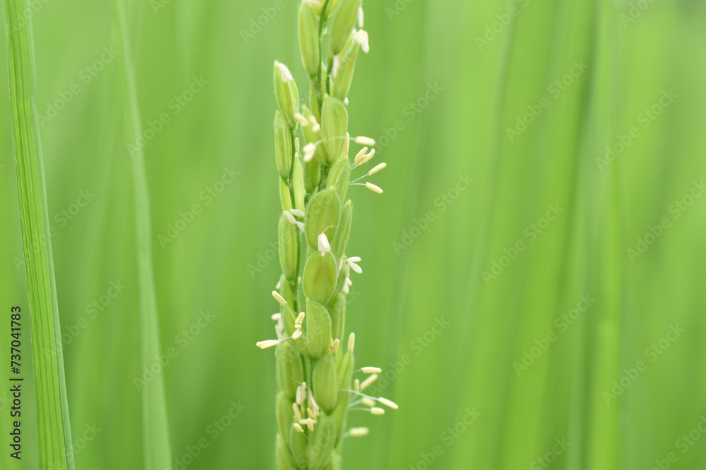 Fototapeta premium 稲の花