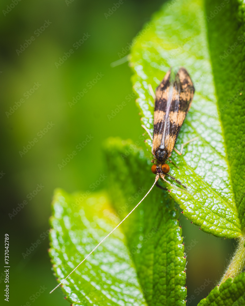 Fototapeta premium Insect sitting on a green leaf