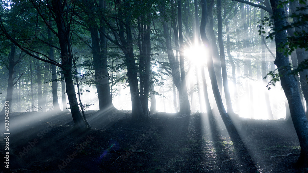 Obraz premium mysterious forest in fog with sunbeams