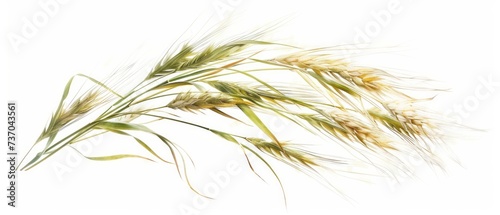 Elegant ears of wheat on white background