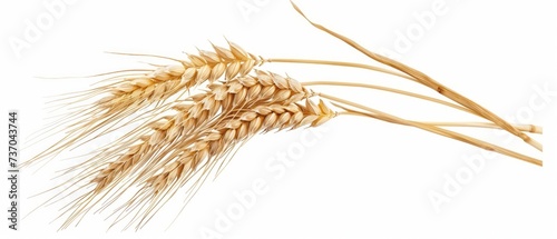 Elegant ears of wheat on white background