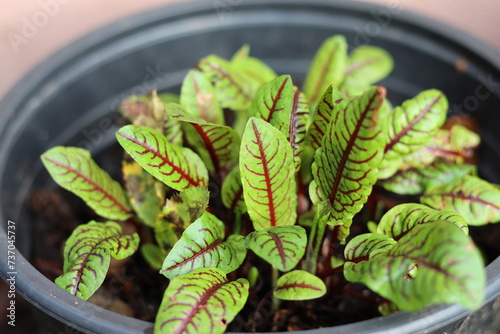 Sprouting red sorrel in a pot photo