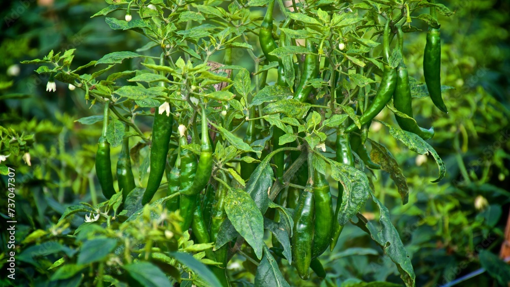 Close up photo background of a green and red pepper growing in the farm 