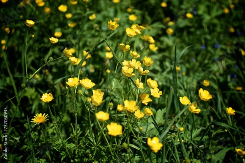 Background of yellow buttercup flowers 