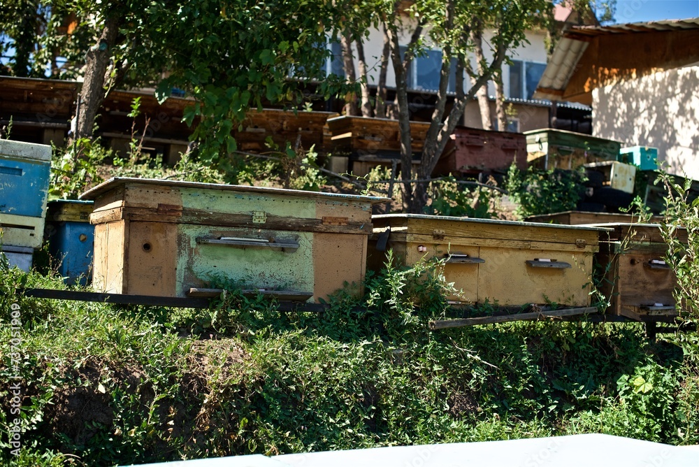 Old beehives in the backyard of a house