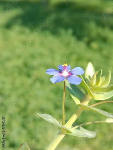 Flower of the lysimachia foemina or flower of the blue pimpernel or poor man's weatherglass or flower of the Anagallis foemina in the garden photo