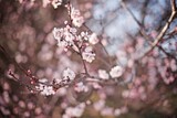 Close up photo of a spring cherry blossoms on the tree 