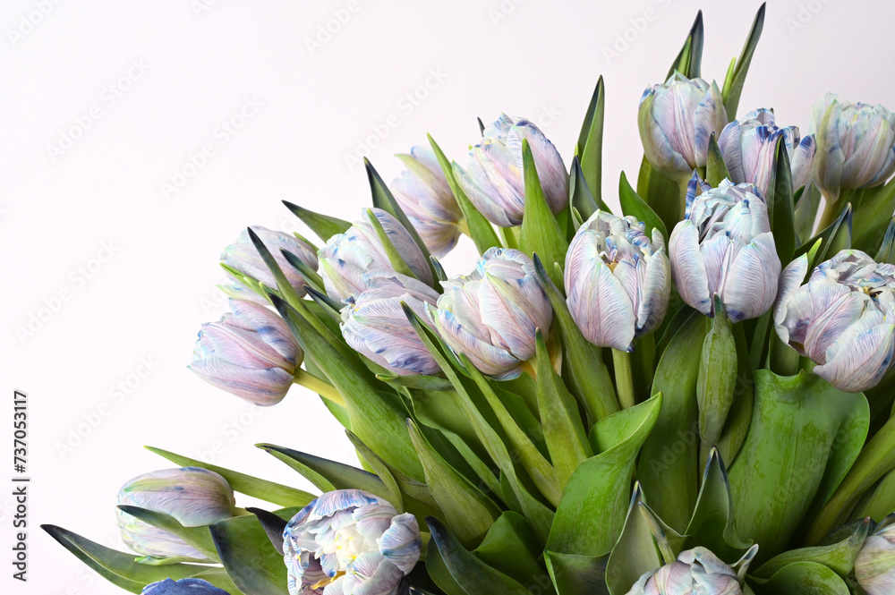 Fototapeta premium bouquet of spring tulips