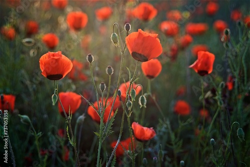 Beautiful natural background of red poppy flowers on the poppy field in the golden hour 