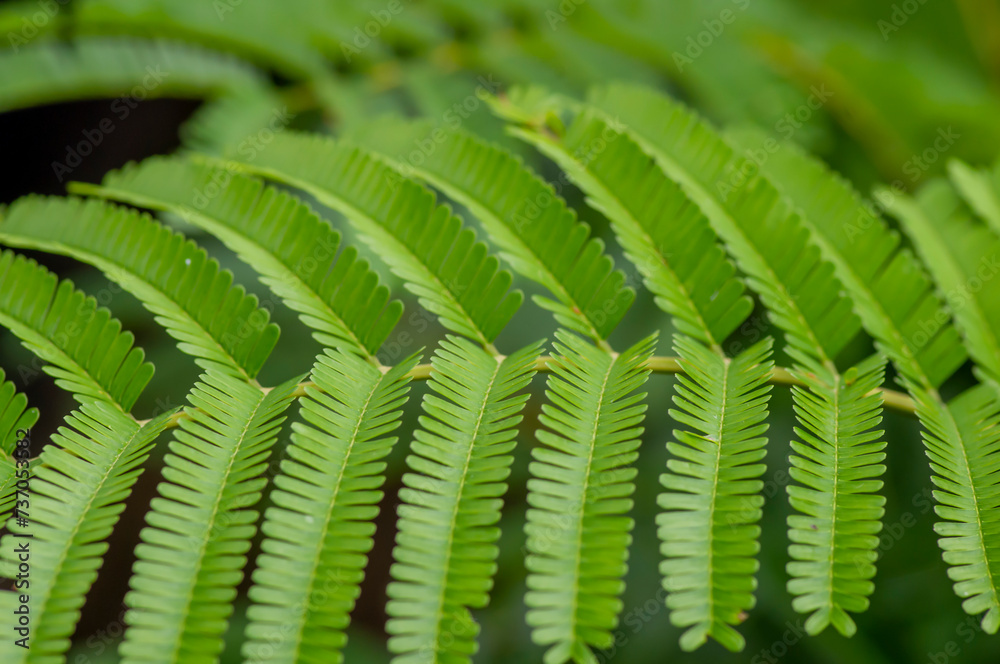 Petai leaves, a common name in Indonesia for Parkia speciosa leaves. Natural background