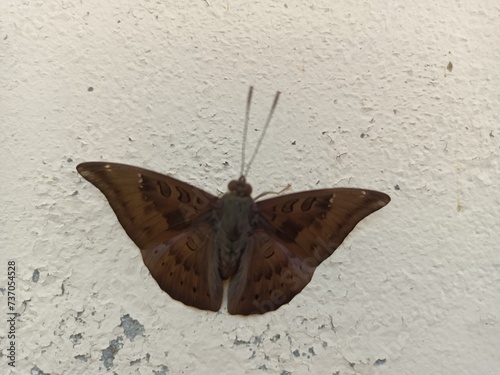 Euthalia aconthea, the common baron, often called simply baron, is a medium-sized nymphalid butterfly native to Sri Lanka, India and southeast Asia. It flies with stiff wing beats and often glides.  photo