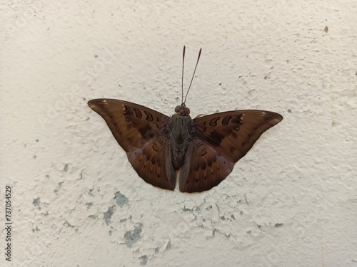 Euthalia aconthea, the common baron, often called simply baron, is a medium-sized nymphalid butterfly native to Sri Lanka, India and southeast Asia. It flies with stiff wing beats and often glides.  photo