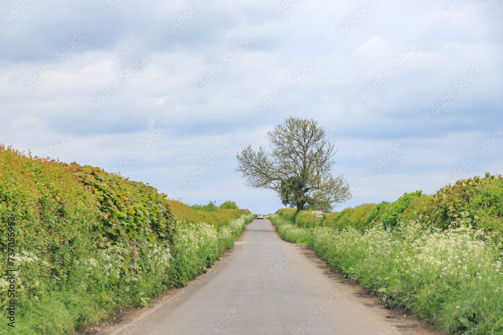 A Peaceful Stroll Down a Blossoming Country Road