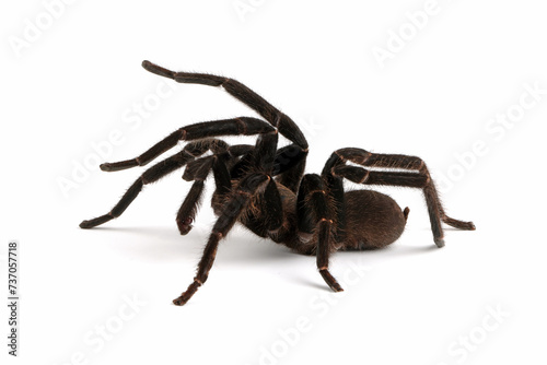 Selenocosmia javanensis Tarantula Spider - isolated on white background. photo