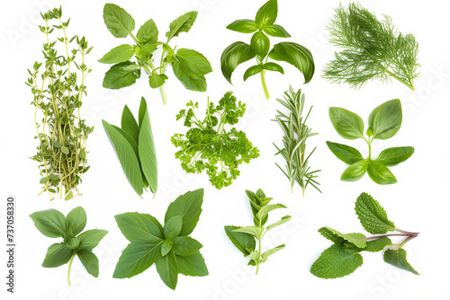  set of herbs isolated on white background