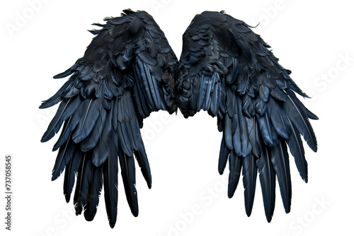 black angel wings with feathers isolated on background.