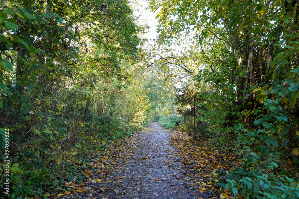 Footpath in the middle of woodland covered in trees Footpath in the middle of woodland covered in trees