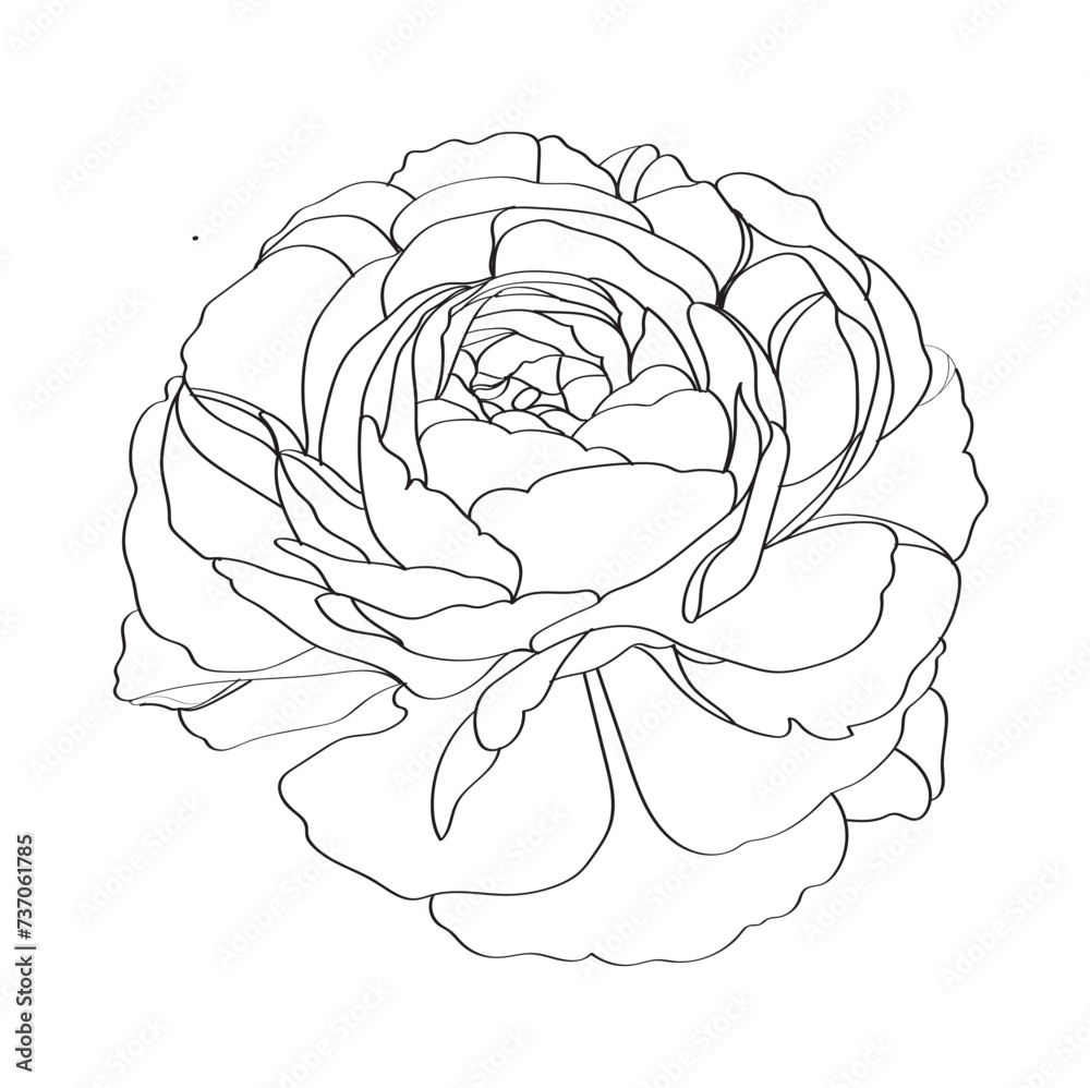 illustration of rose illustration of rose