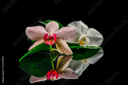 orchid photo