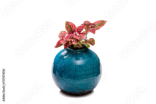 Hypoestes phyllostachya - Red Polka Dot plant in the blue ceramic jug