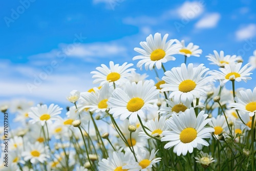 Lovely blossom daisy flowers background. Sunny meadow closeup. Daisies, wild herbs and flowers. © May