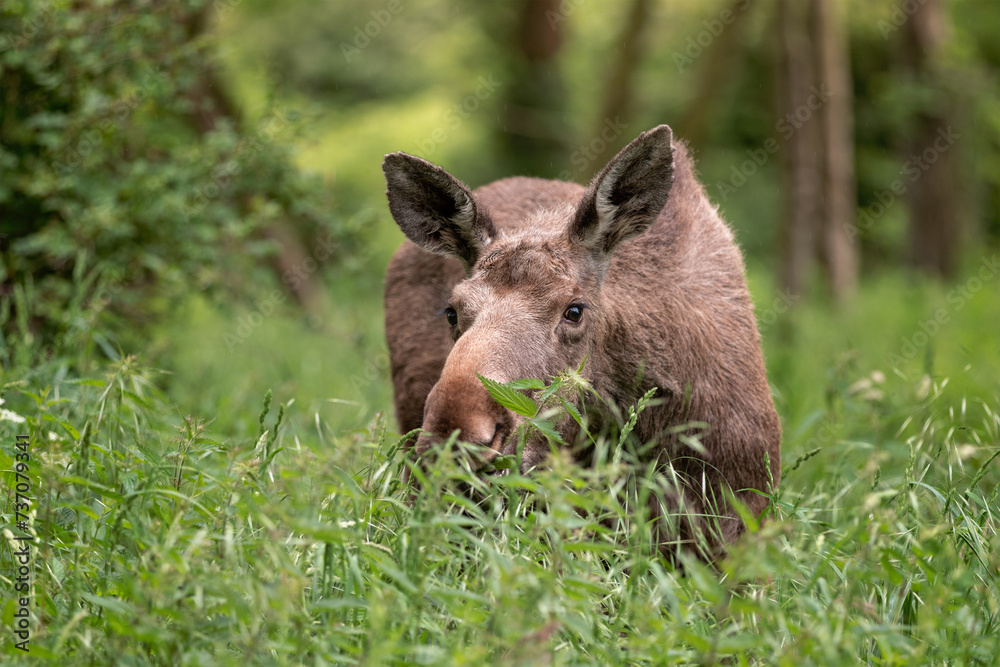 young moose