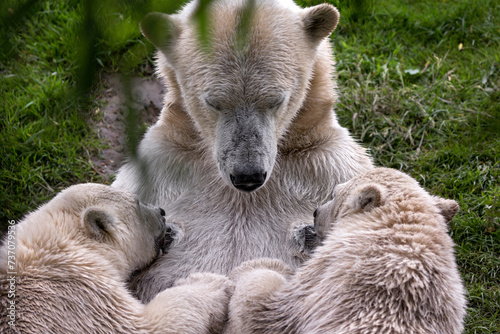polar bear feeding her cubs